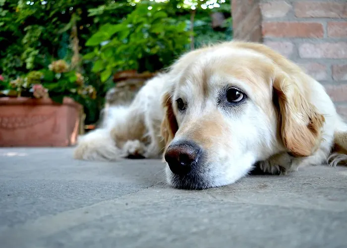 卡萨卡米拉b&b酒店 帕多瓦