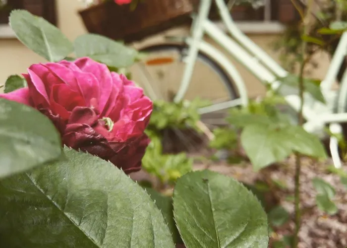 Casa Camilla לינה וארוחת בוקר 4*