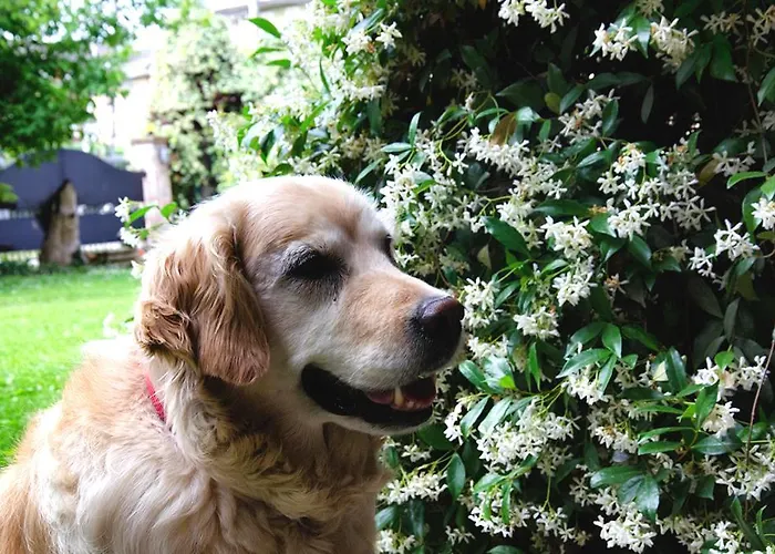 לינה וארוחת בוקר Casa Camilla 4*